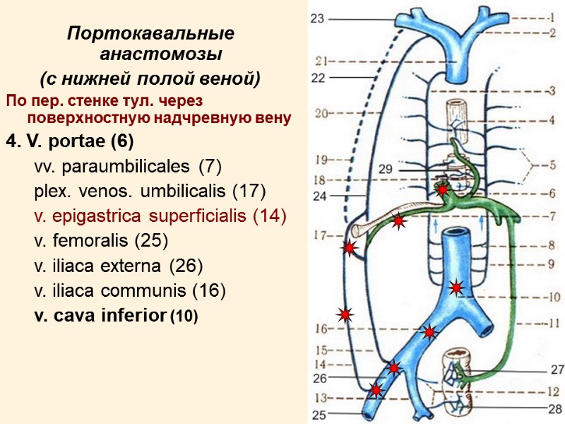 15 Портокавальные анастомозы (с нижней полой веной) По пер. стенке тул. через поверхностную надчревную